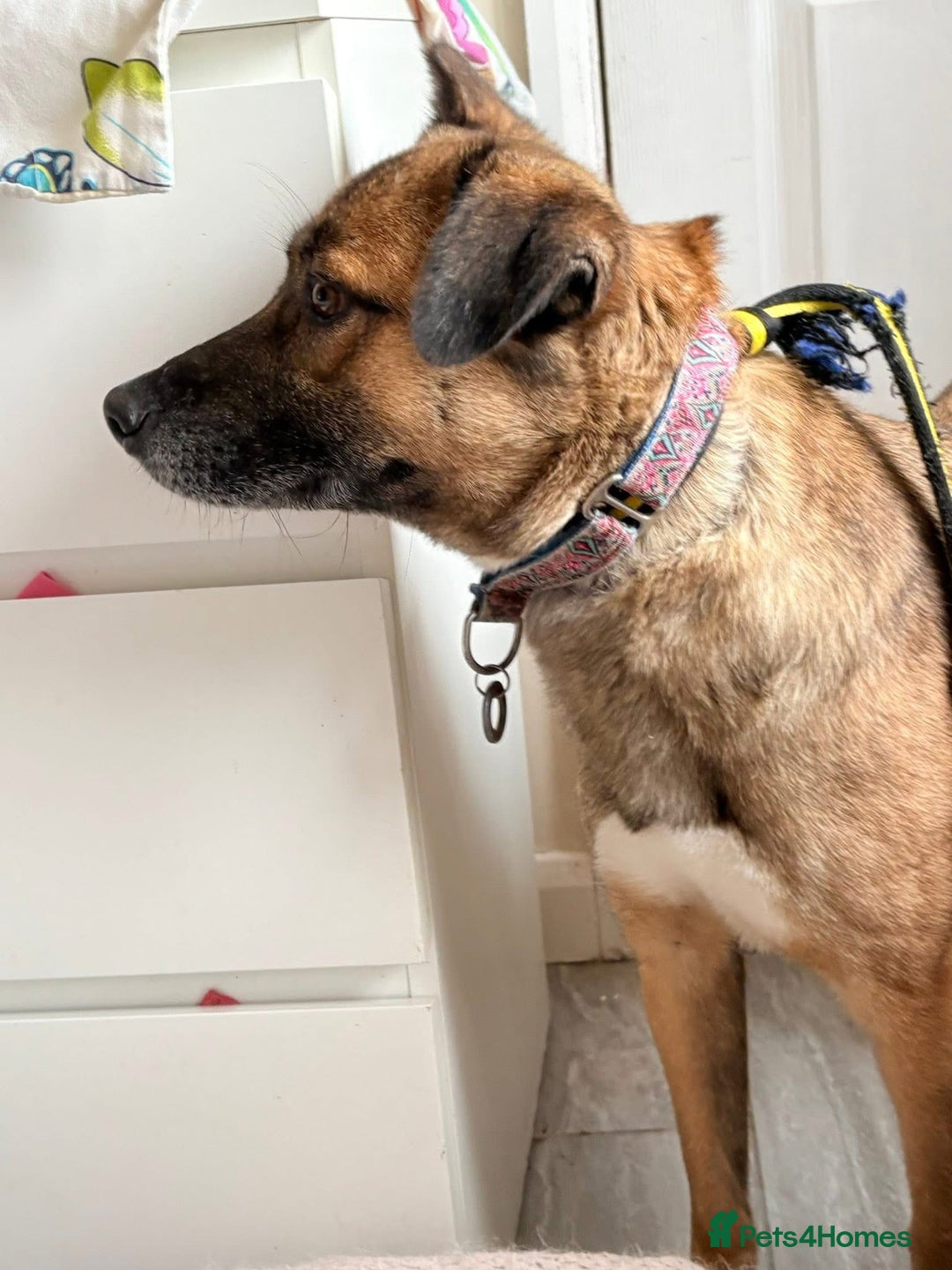 Mixed Breed dogs for adoption: Amelia - Daventry Northamptonshire  - Advert 5