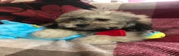 Shihpoo dogs for sale: shihpoo puppies for sale  - Advert 16