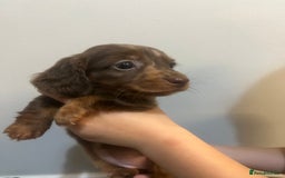 Miniature Dachshund dogs for sale: Gorgeous Miniature Dachshunds - Image 10