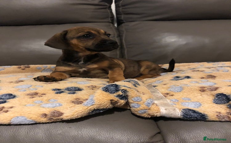 Mixed Breed dogs - Advert 10