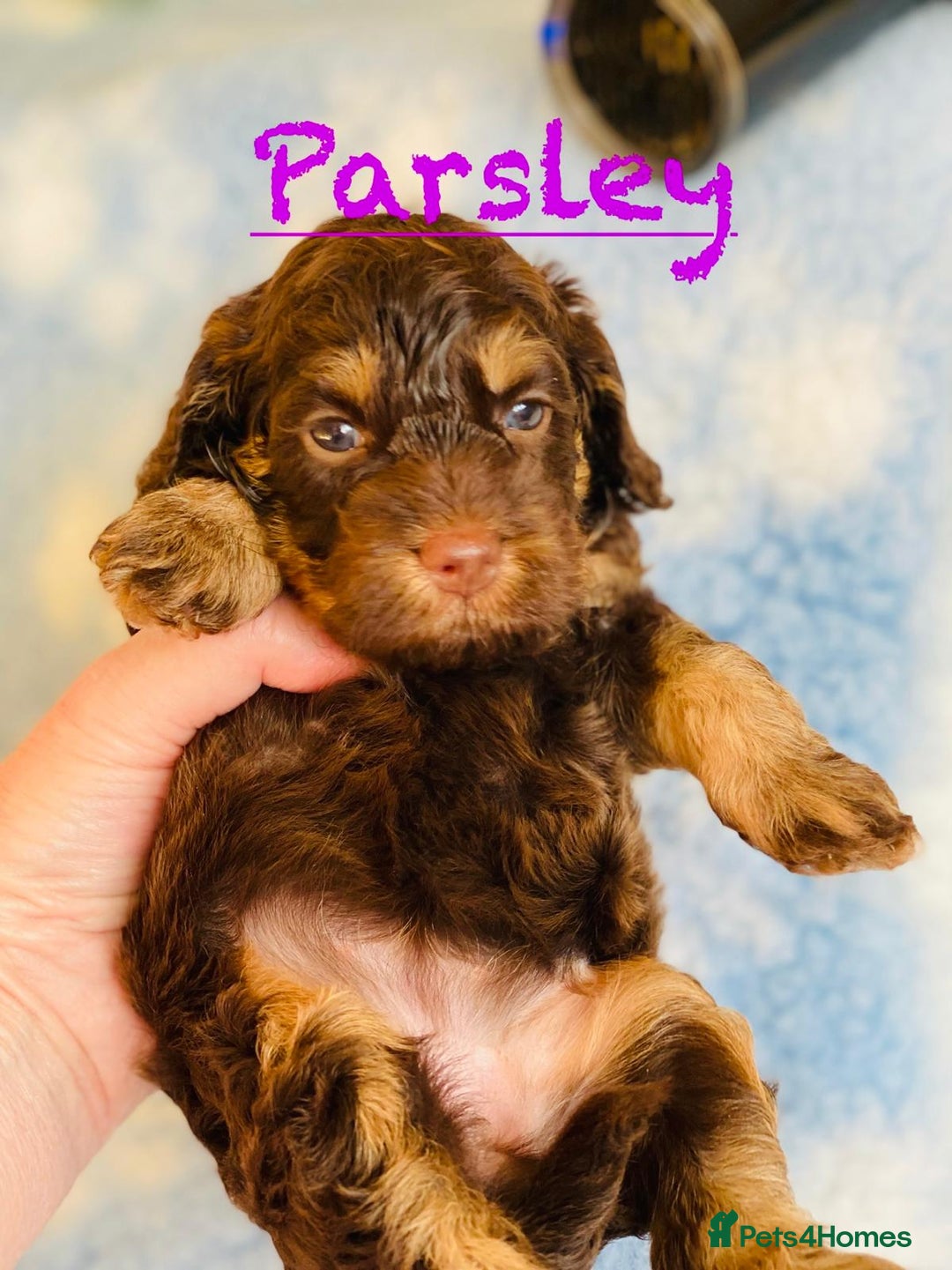 Cockapoo dogs for sale: Home raised American Cockapoos - Image 5