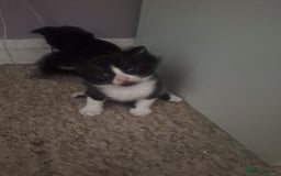 Domestic Shorthair cats for sale: 2 different litters,both mothers can be seen  - Image 4