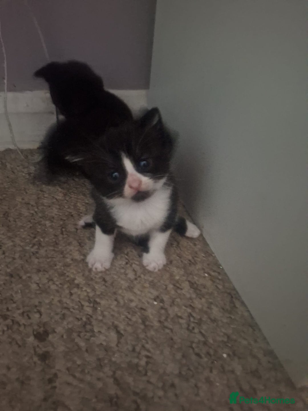 Domestic Shorthair cats for sale: 2 different litters,both mothers can be seen  - Image 4