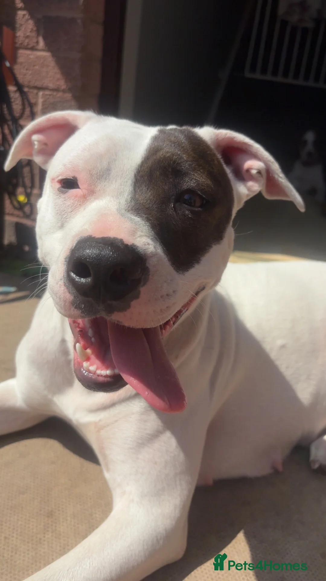 Mixed Breed dogs for sale: Staffy X greyhound pups   in Carlisle - Advert 1