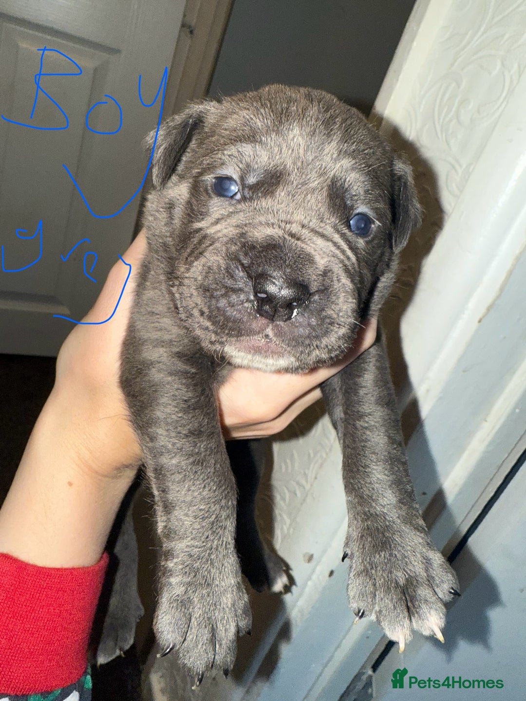 Mixed Breed dogs for sale: 9 beautiful cane corso puppies available  - Image 5