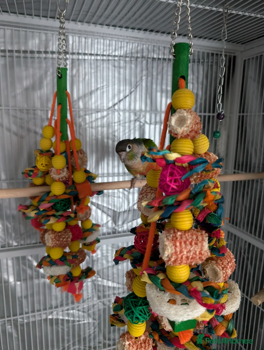 Conures birds for sale: Green Cheek Conure + cage, food and toys  - Advert 2
