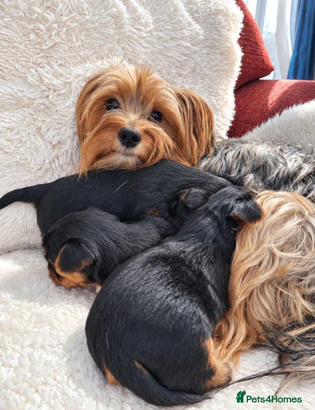 Yorkshire Terrier dogs Gorgeous boys! - Advert 1