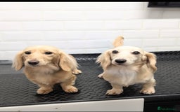 Miniature Dachshund dogs for sale: 2 male longhaired cream mini dachshunds. - Image 17