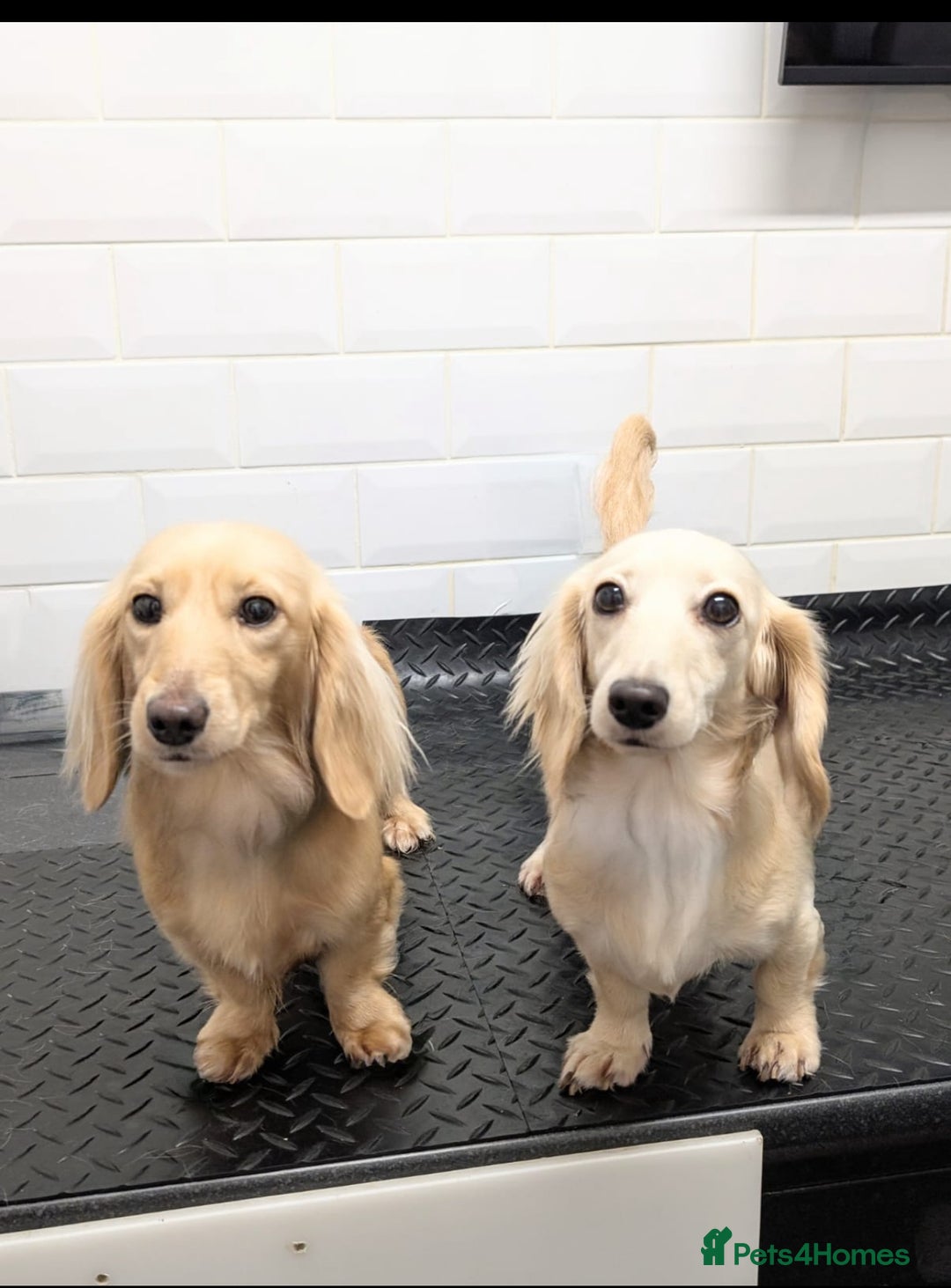 Miniature Dachshund dogs for sale: 2 male longhaired cream mini dachshunds. - Image 17