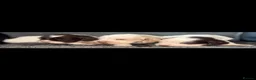 Cocker Spaniel dogs for sale: Beautiful show cocker puppies  - Advert 2