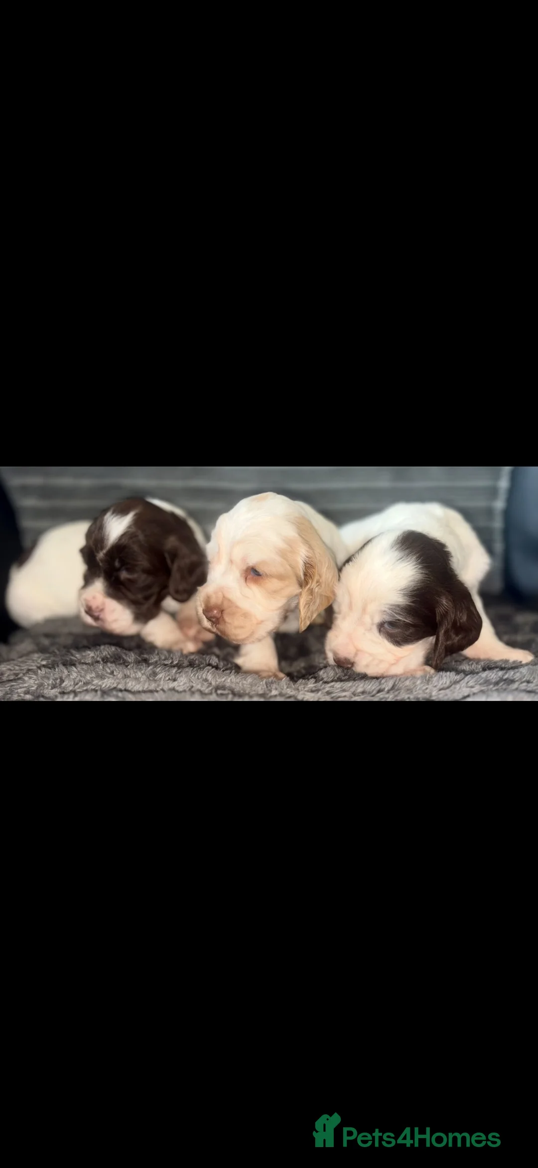Cocker Spaniel dogs for sale: Beautiful show cocker puppies  - Advert 2