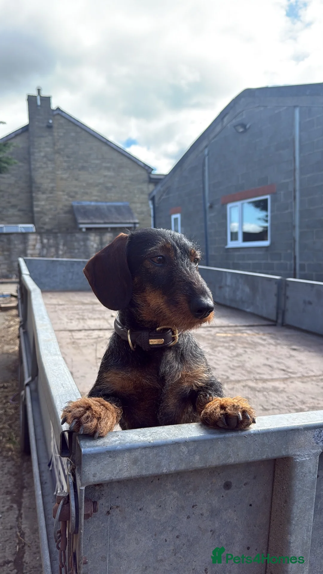 Miniature Dachshund dogs for stud: Stud: KCReg Miniature Wirehaired Dachshund/Teckel - Advert 1