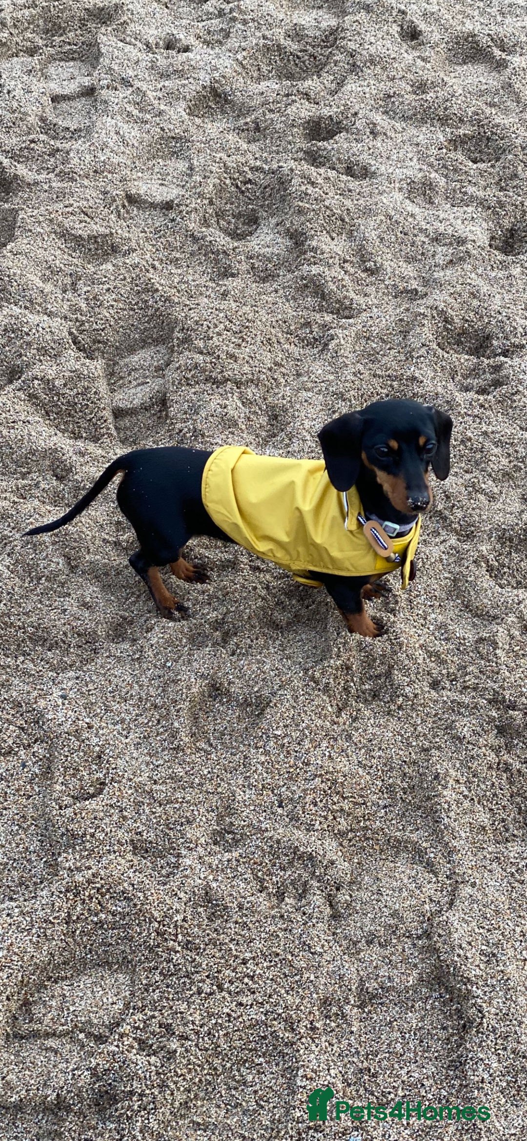 Miniature Dachshund dogs for sale: Beautiful KC registered miniature dachshund  - Image 11