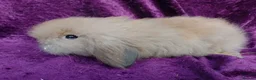 Mini Lion Lop rabbits for sale: Mini lion head lop  - Advert 17