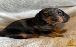 Miniature Dachshund dogs for sale: Adorable Miniature Dachshund Puppies - Image 30