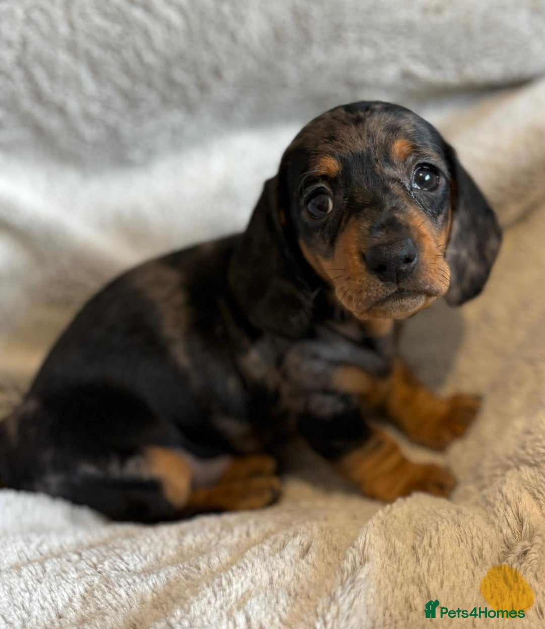 Miniature Dachshund dogs for sale: Adorable Miniature Dachshund Puppies - Image 30