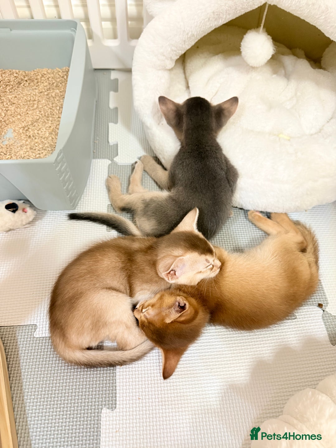 Abyssinian cats for sale: Abyssinian Kittens 🐾 - Advert 10