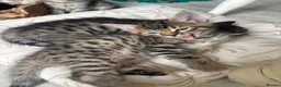 Mixed Breed cats for sale: Ready now only 2 left bengal cross  - Advert 9