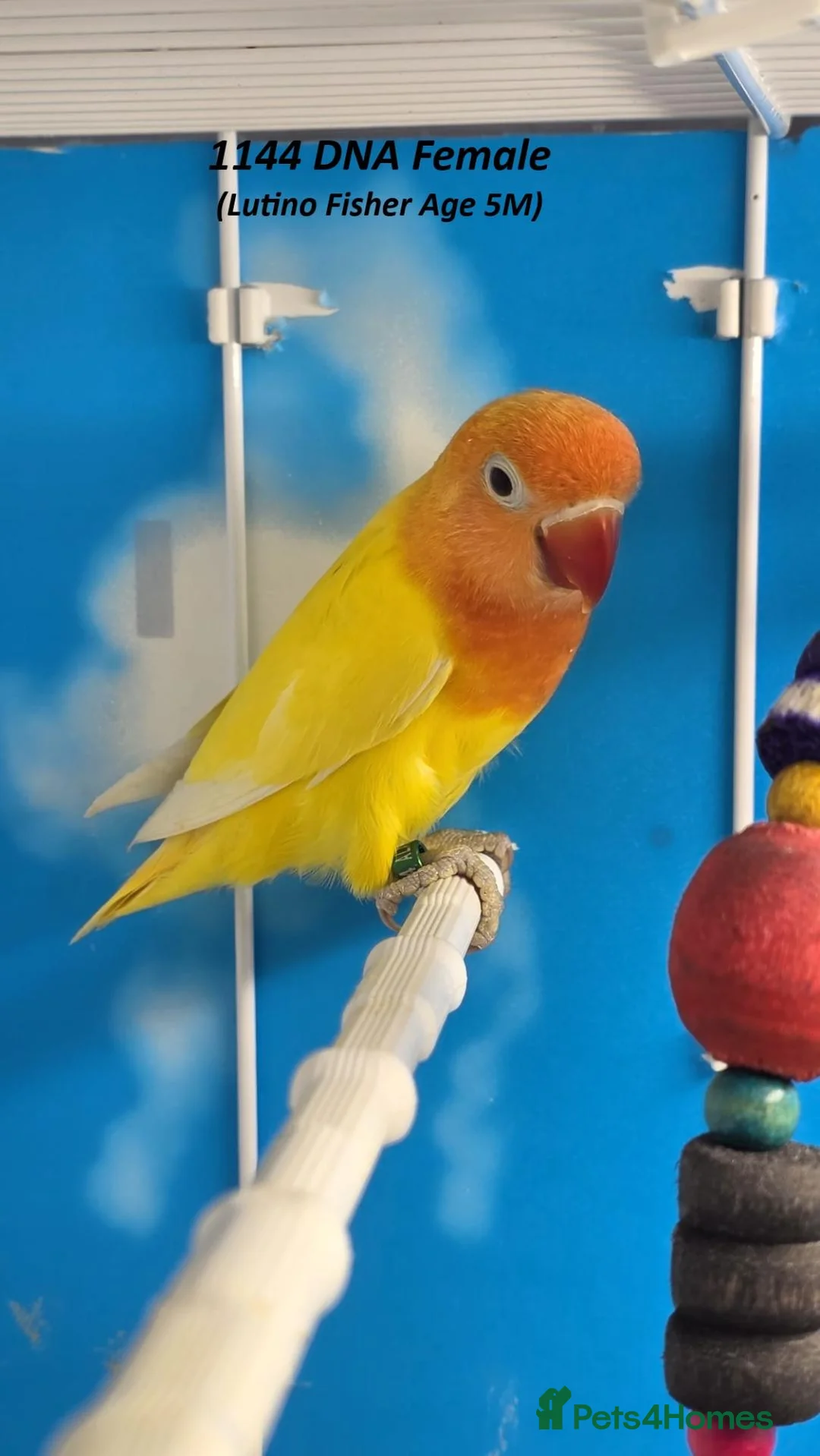 Lovebirds birds for sale: All Female Lovebird Age 4 to 6 Months - Advert 1