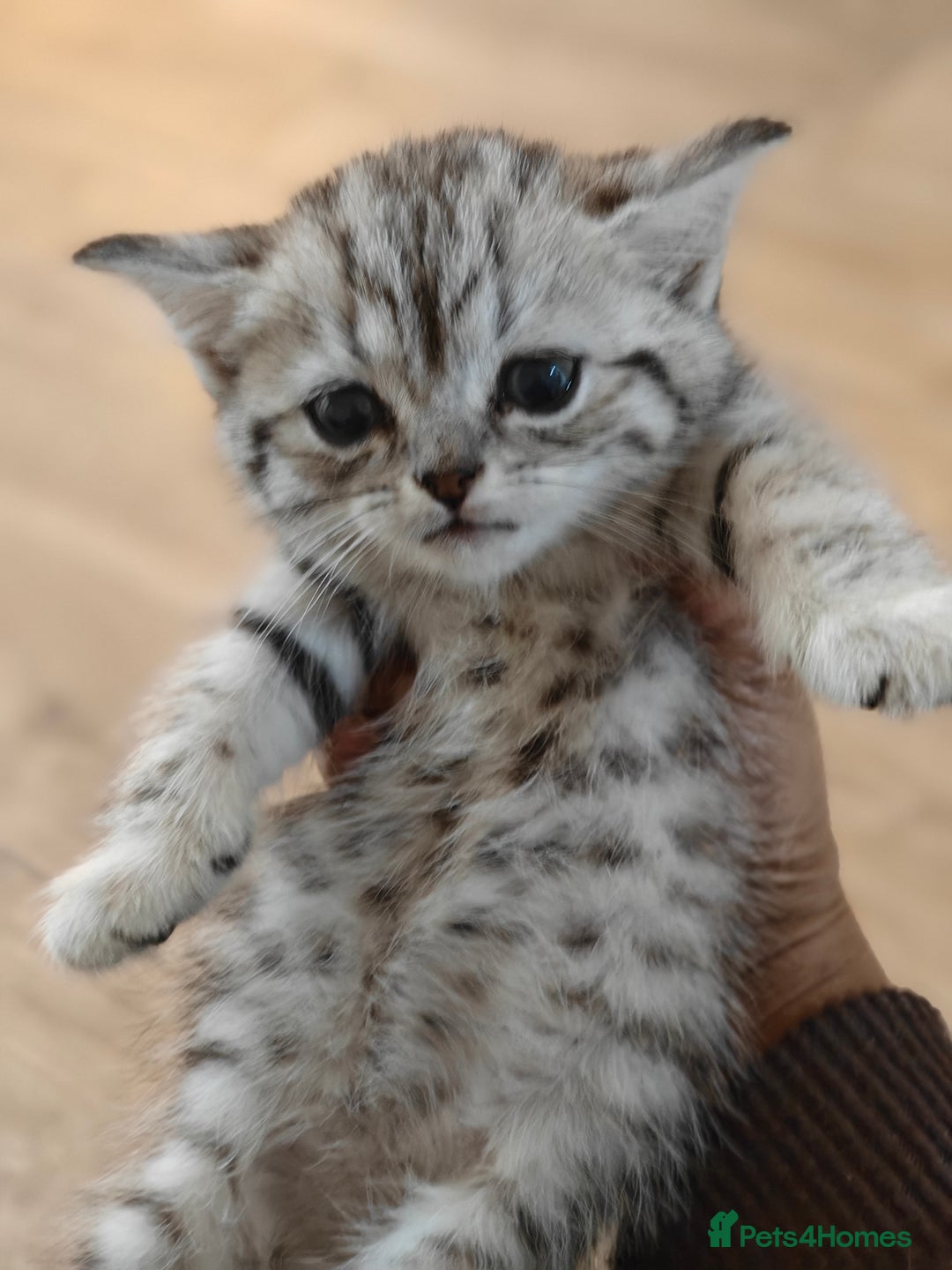 Mixed Breed cats for sale: Miss urmi patel - Advert 3