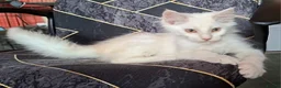Maine Coon cats for sale: Pedigree Maine Coon Kittens in Manchester  - Advert 9
