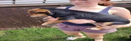Jack Russell dogs for sale: 1 Male Adult Jack Russell Looking For Good Home in Boston - Advert 2