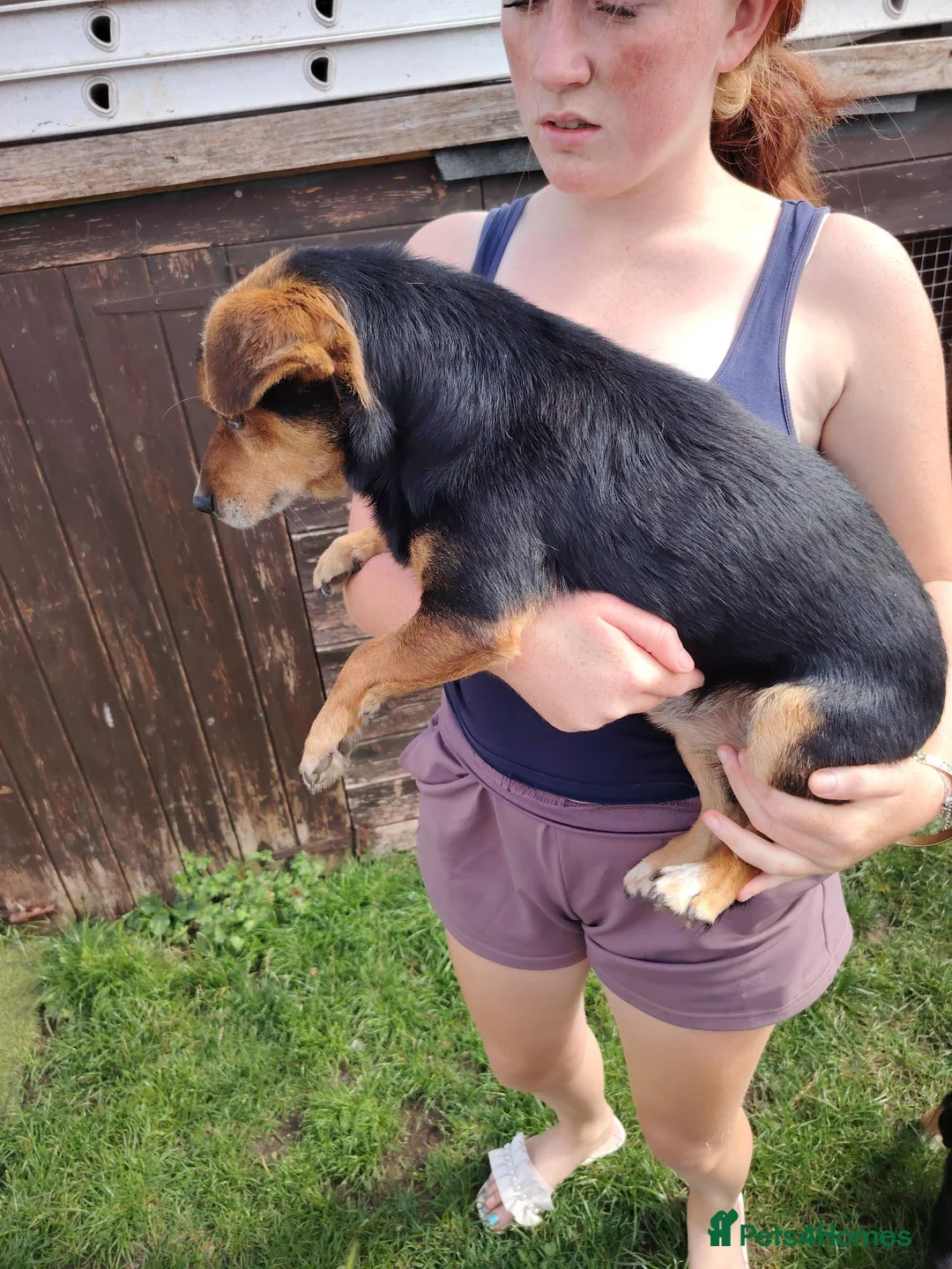 Jack Russell dogs for sale: 1 Male Adult Jack Russell Looking For Good Home in Boston - Advert 2