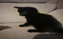 Mixed Breed cats for sale: Beautiful Kittens - Image 9