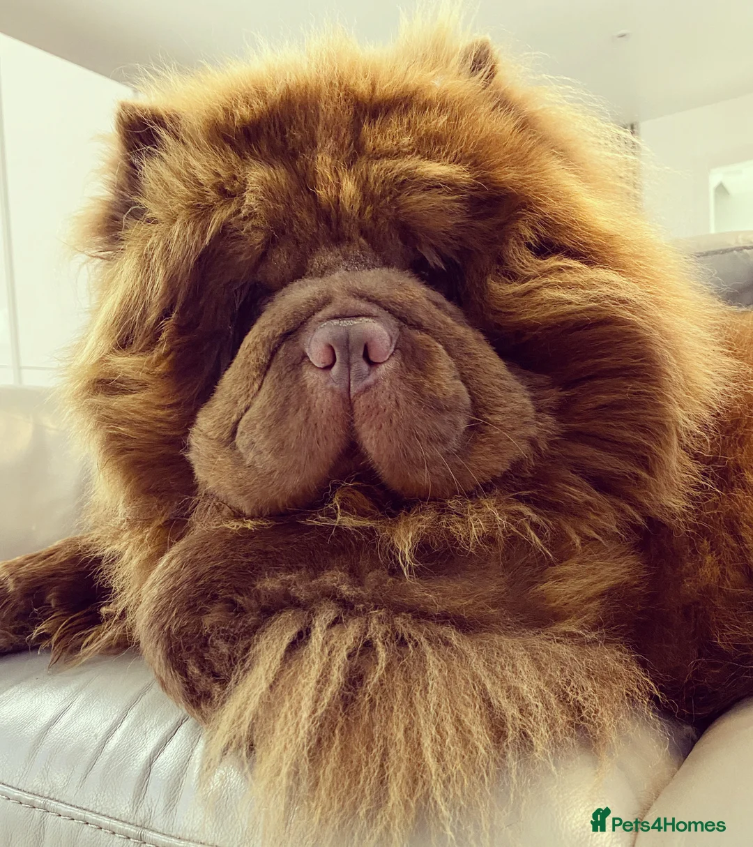 Chow Chow dogs for stud: HERSHEY the famous chocolate carrying blue. in Cheltenham - Advert 16