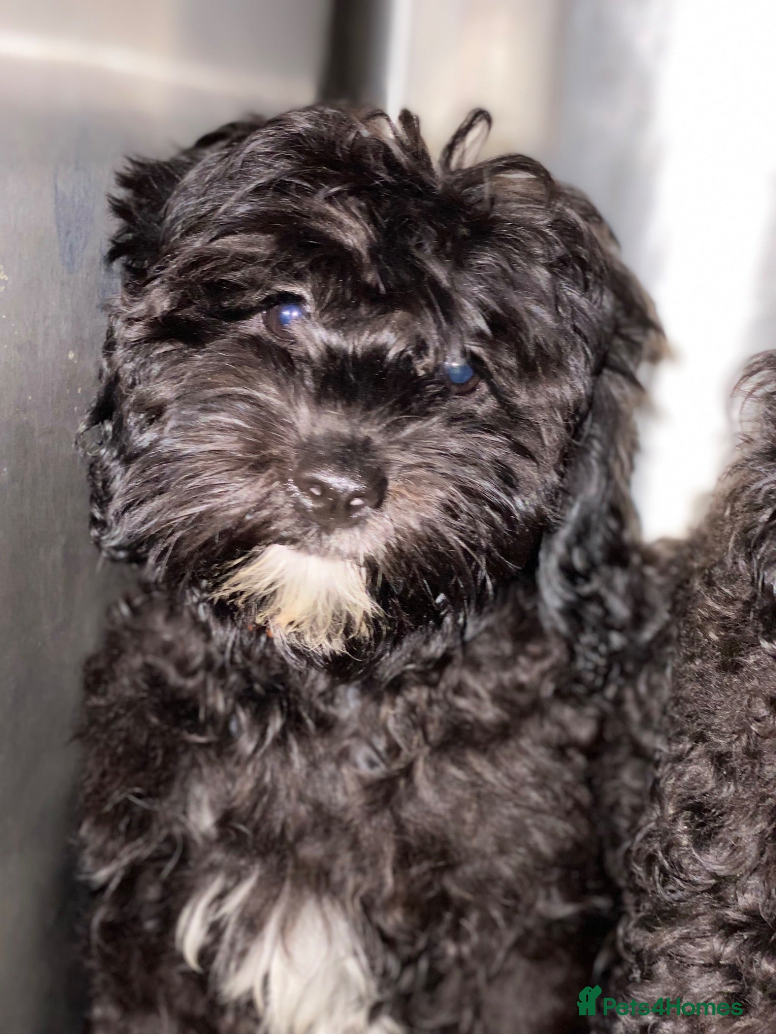 Shihpoo dogs £750 Health Tested,READY TO GO - Advert 1