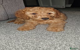 Cockapoo dogs for sale: F2 cockapoo puppies - Image 8