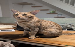 Savannah cats for sale: Savannah F6 kittens *Last one Left* - Image 18