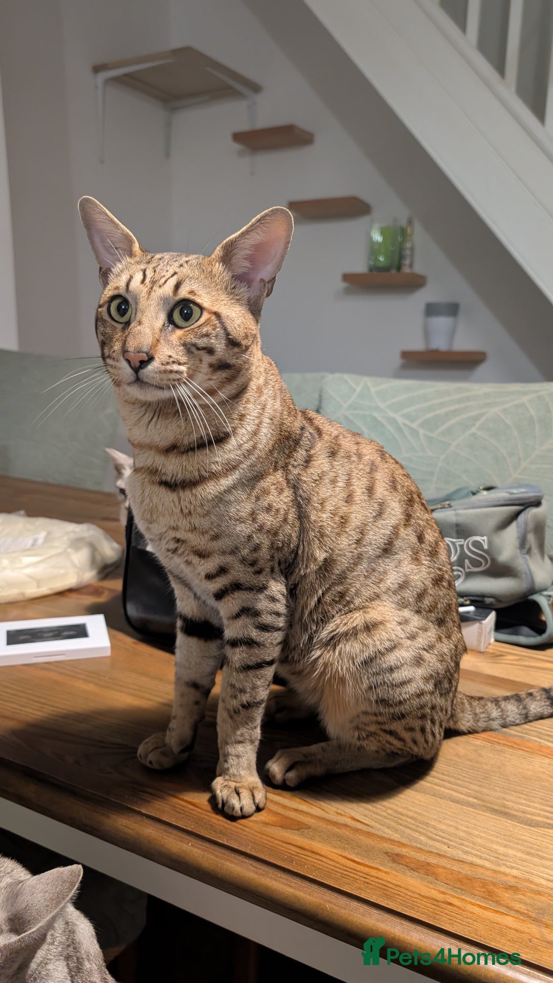 Savannah cats for sale: Savannah F6 kittens *Last one Left* - Image 18