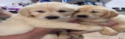 Golden Retriever dogs for sale: Golden retriever puppies - Advert 9