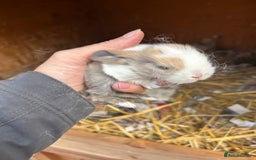 Netherland Dwarf rabbits for sale: Beautiful Mini lop and Netherland dwarf bunnies  - Advert 15