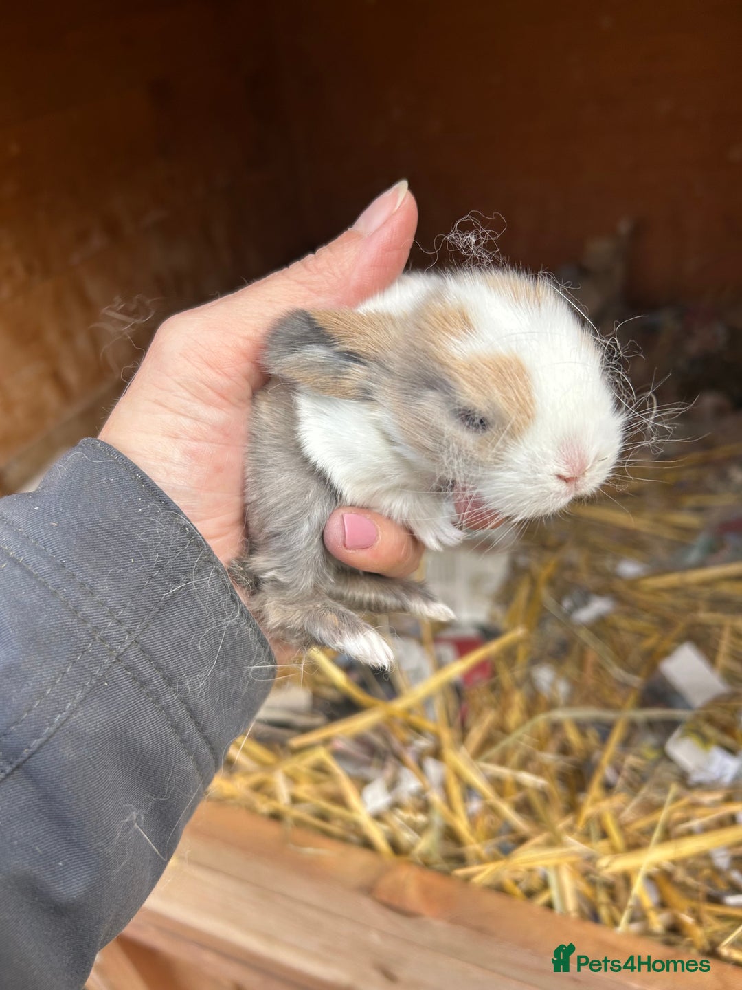 Netherland Dwarf rabbits for sale: Beautiful Mini lop and Netherland dwarf bunnies  - Advert 15