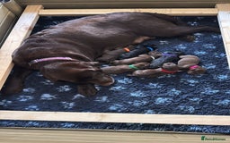 Labrador Retriever dogs for sale: Show Labrador puppies, parents fully health tested - Image 2