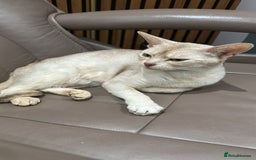 Abyssinian cats for sale: Ready to go TODAY! Delivery ✅ Neutered ✅ - Image 4