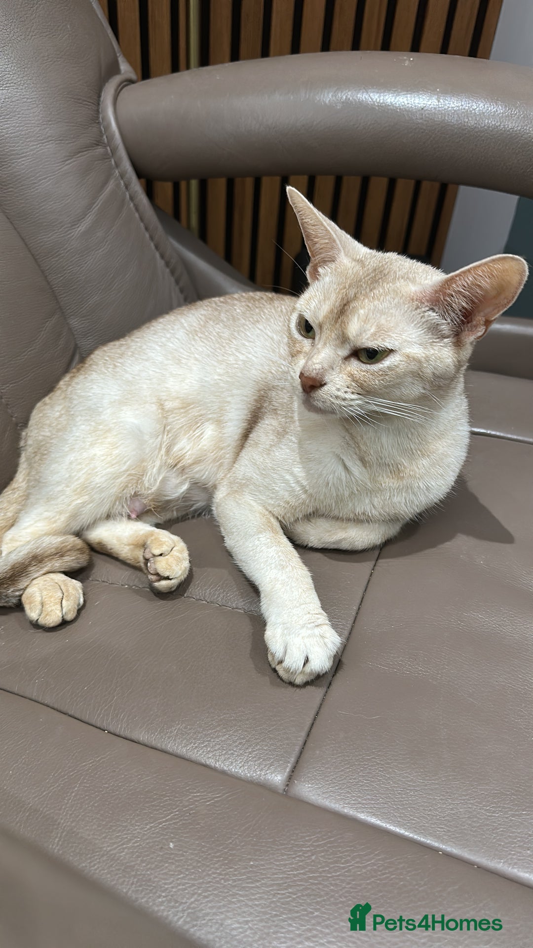Abyssinian cats for sale: Ready to go TODAY! Delivery ✅ Neutered ✅ - Image 4