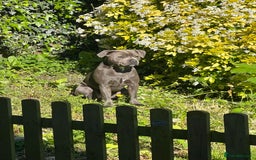 Staffordshire Bull Terrier dogs for sale: Staffordshire bull terrier puppy’s  - Image 2