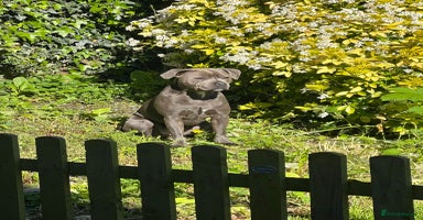 Staffordshire Bull Terrier dogs - Advert 7
