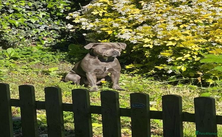 Staffordshire Bull Terrier dogs - Advert 2