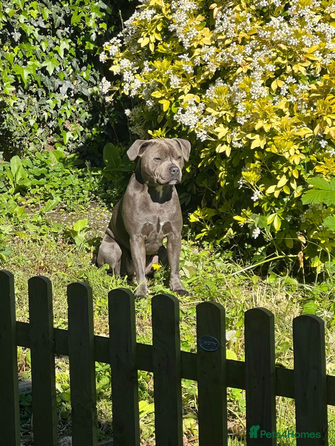 Staffordshire Bull Terrier dogs for sale: Staffordshire bull terrier puppy’s  - Image 2