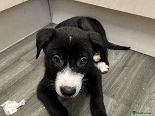 Mixed Breed dogs Border Collie x Whippet - Advert 5