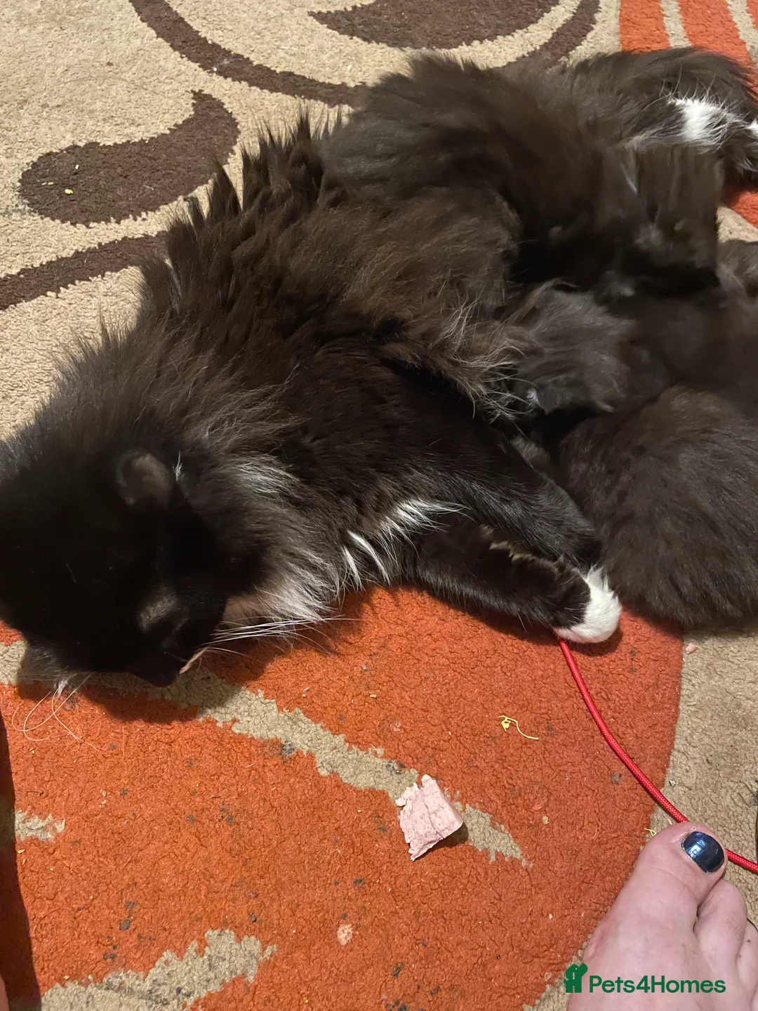 Maine Coon cats for sale: Little mine coon cross - Advert 5