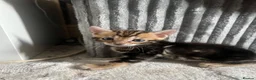 Bengal cats for sale: 🐾 Beautiful Bengal Kittens 🐾 - Advert 34