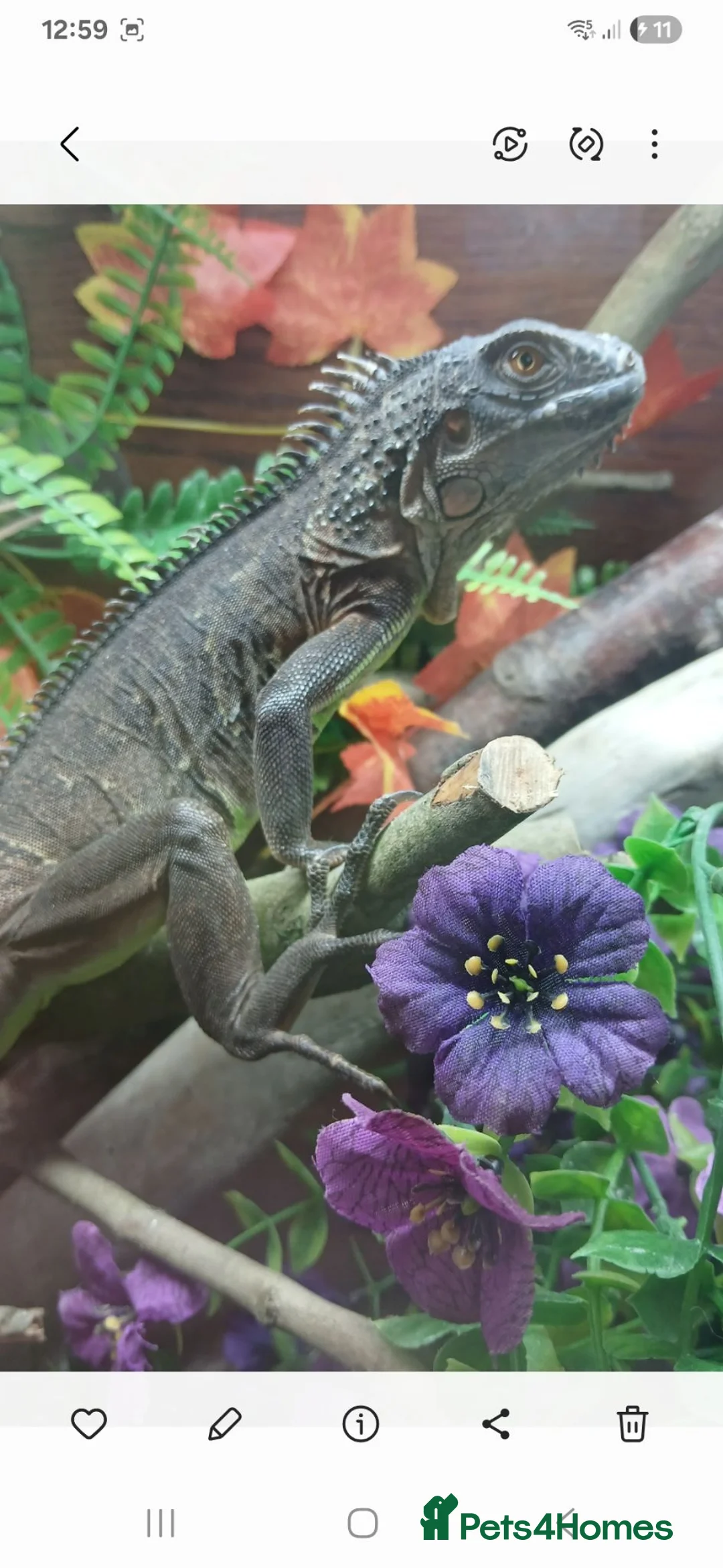 Iguana reptiles for sale: Red Iguana  - Advert 1