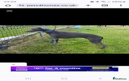 Whippet dogs for sale: excellent litter of Kc reg blue whippet puppies  - Image 12