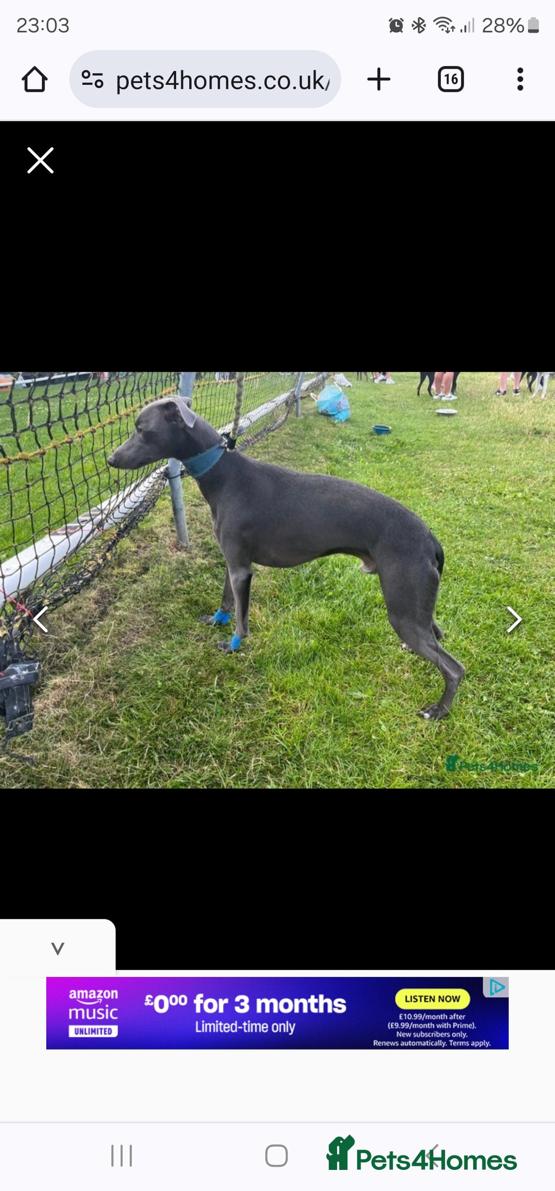 Whippet dogs for sale: excellent litter of Kc reg blue whippet puppies  - Image 12