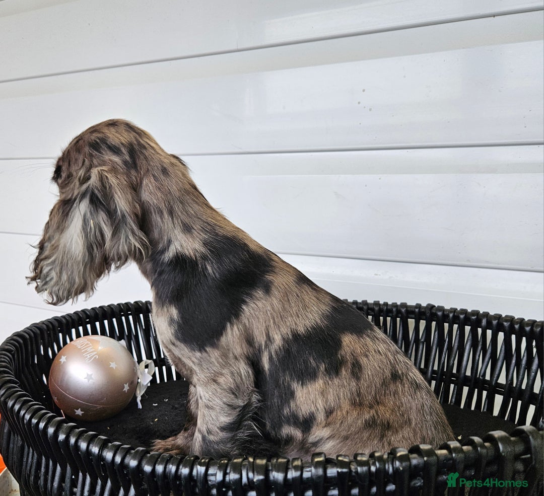 Cocker Spaniel dogs for sale: Working type rare marking cocker spaniels - Advert 15